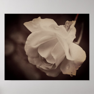 Weiße Rose mit Regentropfen in Vintage-Sepia Poster