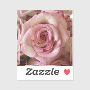 Weiße Rose mit rosa Spitzen individuell zugeschnit Aufkleber
