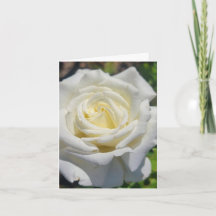 Weiße Rose Personalisierte Grußkarte