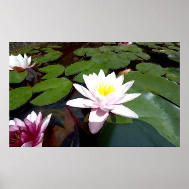 Weiße Rose Poster (Vorne)