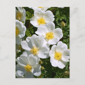 Weiße Rose Postkarte