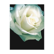 Weiße Rose