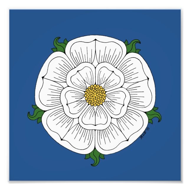 Weiße Rose von York Fotodruck (Vorne)