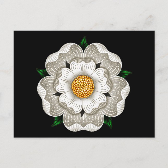 Weiße Rose von York Postkarte (Vorderseite)