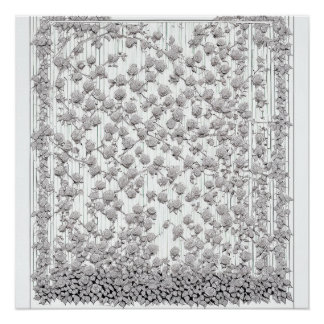 Weiße Rosen A Poster