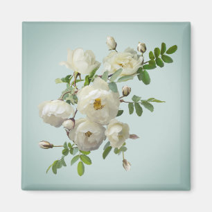 Weiße Rosen auf verträumtem    Greenmagnet Magnet
