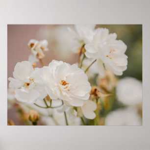 Weiße Rosen Florale Botanische Naturfotografie Poster