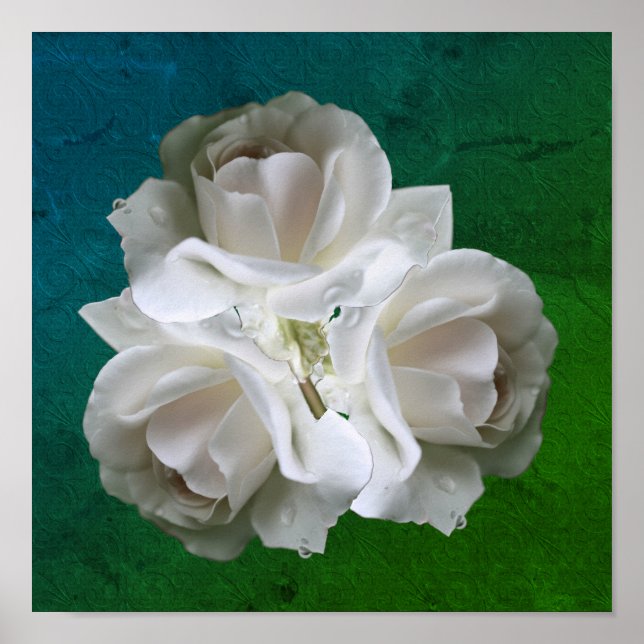 Weiße Rosen mit Raindrops Bouquet Poster (Vorne)