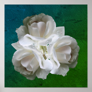 Weiße Rosen mit Regentropfen Blumenstrauß Poster