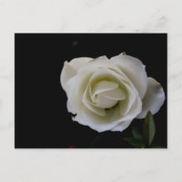 Weiße Rosenblüte auf schwarzem Hintergrund
