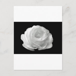 Weiße Rosenblüten Blumen Garten Frieden Liebe Kuns Postkarte