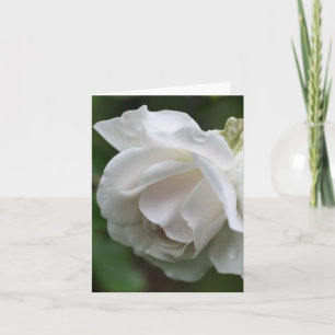 Weiße Rosenblüten-Fotografie