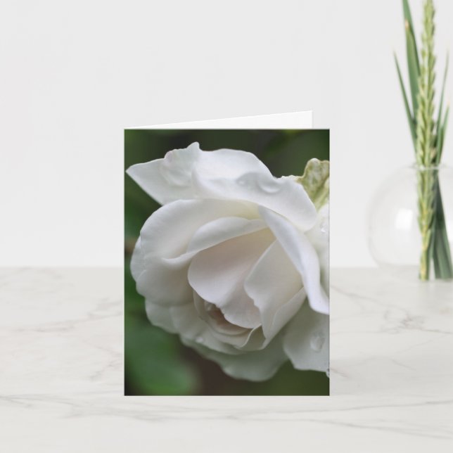 Weiße Rosenblüten-Fotografie (Vorderseite)
