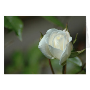 Weiße Rosenknospe