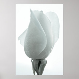 Weiße Rosenknospe ... Poster