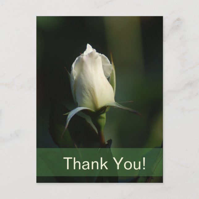 Weiße Rosenknospe Postkarte (Vorderseite)