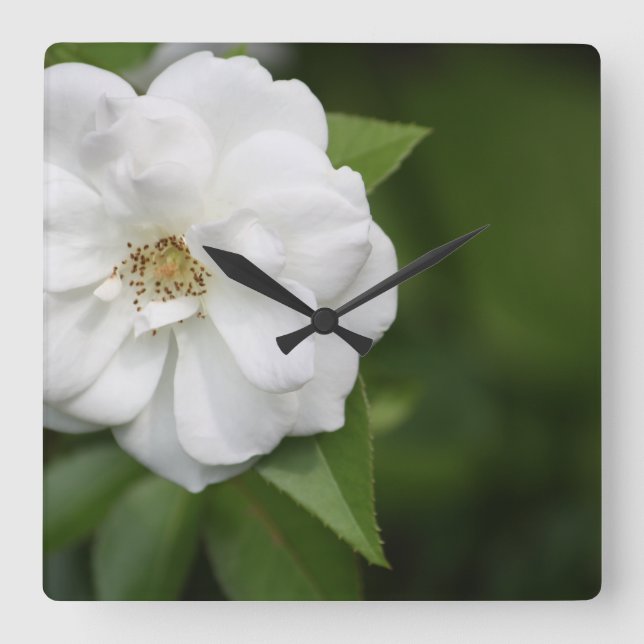 Weiße Rosensperre Quadratische Wanduhr (Vorderseite)