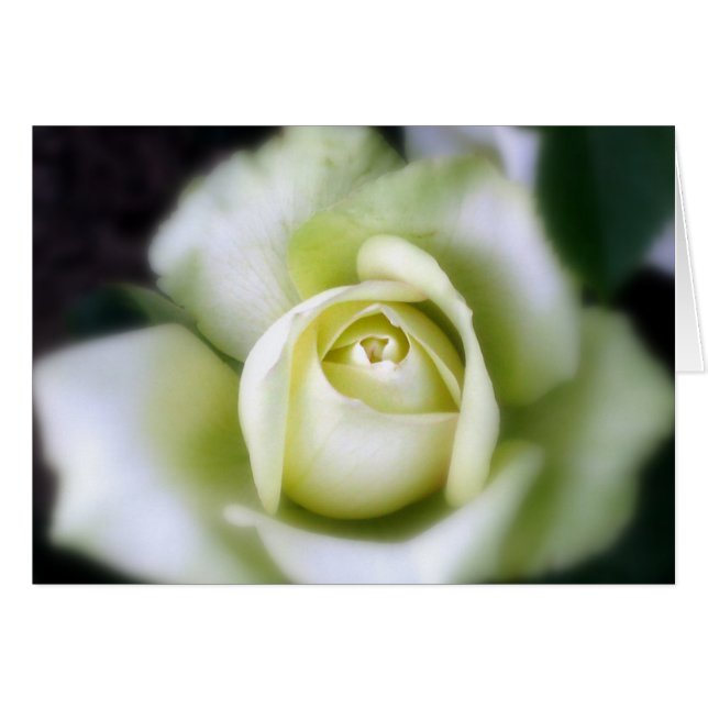 Weiße Rosenweichfokus (Vorderseite (Horizontal))
