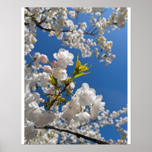 Weiße Sakura H.G. Poster