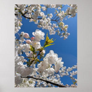 Weiße Sakura H.G. Poster