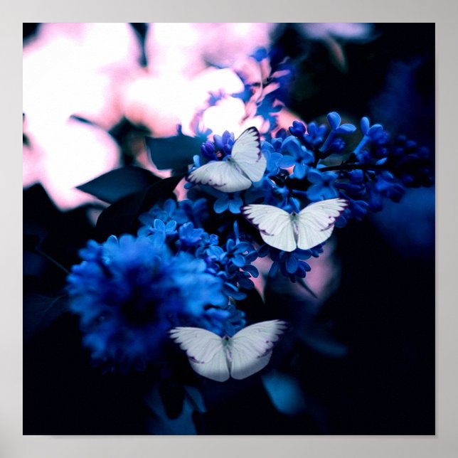 Weiße Schmetterlinge Blaue Blumen, Schmetterling Poster (Vorne)