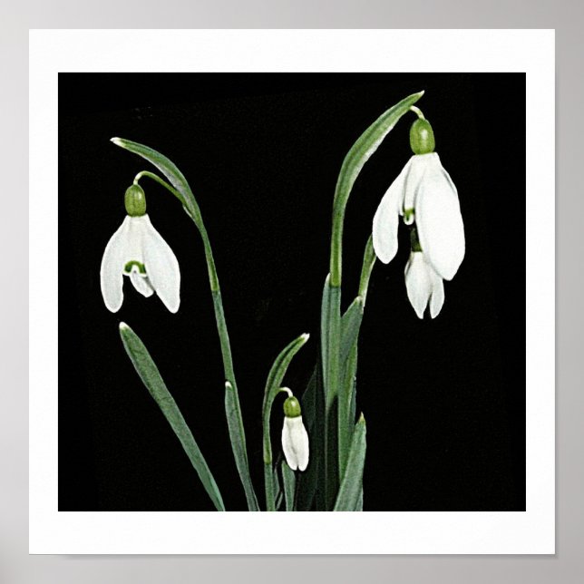 Weiße Schneeflocken Frühlingsblumen auf schwarzer  Poster (Vorne)