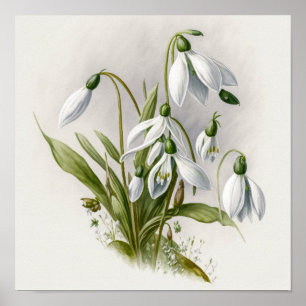 Weiße Schneeglöckchen-Blumen Kunst Druck Poster