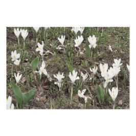 Weiße Schneeglöckchen im Frühlingsgras Fotodruck