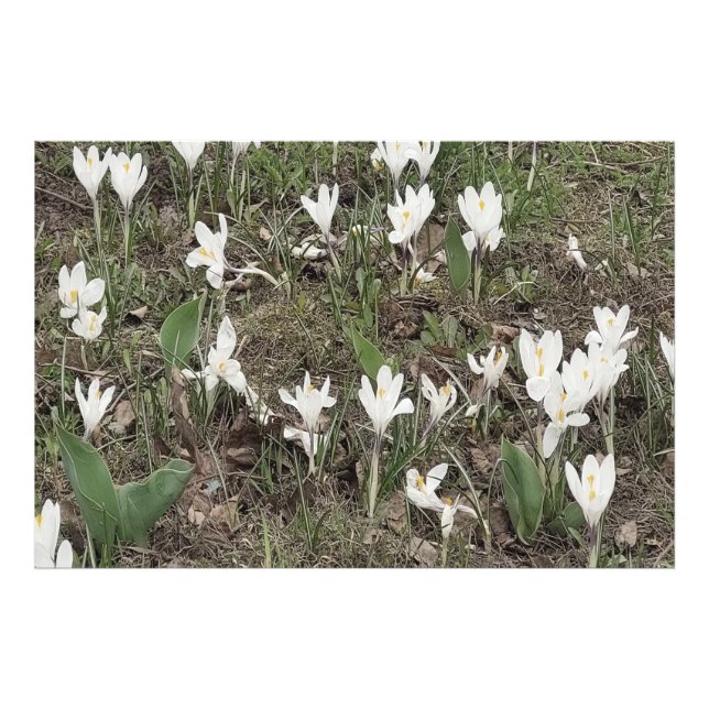Weiße Schneeglöckchen im Frühlingsgras Fotodruck (Vorne)
