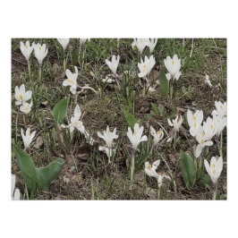 Weiße Schneeglöckchen im Frühlingsgras Poster