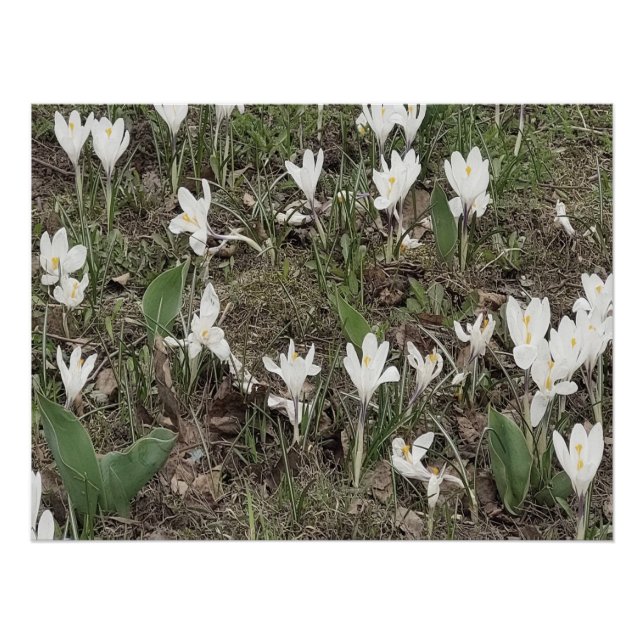Weiße Schneeglöckchen im Frühlingsgras Poster (Vorderseite)