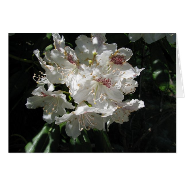 Weiße Schönheit (Vorderseite (Horizontal))