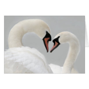 Weiße Schwan-Karte