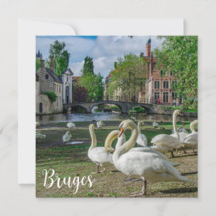 Weiße Schwäne in Brügge