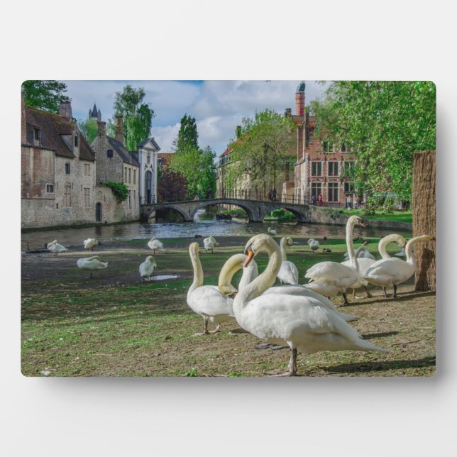 Weiße Schwäne in Brügge Fotoplatte (Vorderseite)