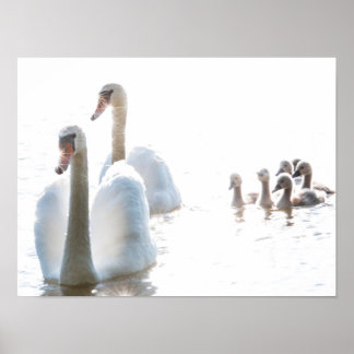 Weiße Schwanfamilie mit Küken High Key Wildlife F Poster
