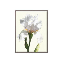 Weiße Schwertlilien-Blumen-Leinwand-Foto-Kunst
