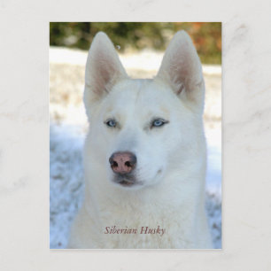 Weiße sibirische Husky-Postkarte Postkarte