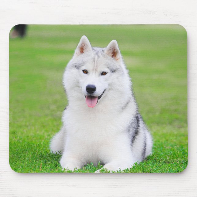 Weiße sibirische Husky-Welpe auf grünem Grasfeld Mousepad (Vorne)