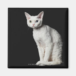 Weiße sonderbar-mit Augen Katze 3 Magnet