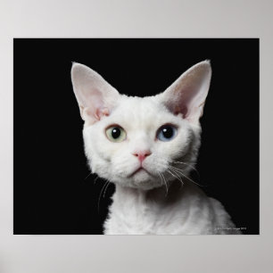 Weiße sonderbar-mit Augen Katze Poster