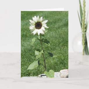 Weiße Sonnenblume Daisy, Geburtstag Karte