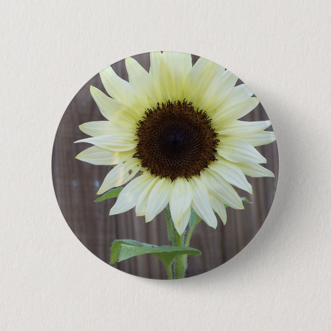 Weiße Sonnenblume gegen einen verwitterten Zaun Button (Vorderseite)