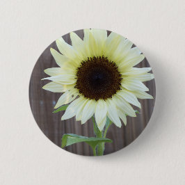Weiße Sonnenblume gegen einen verwitterten Zaun Button