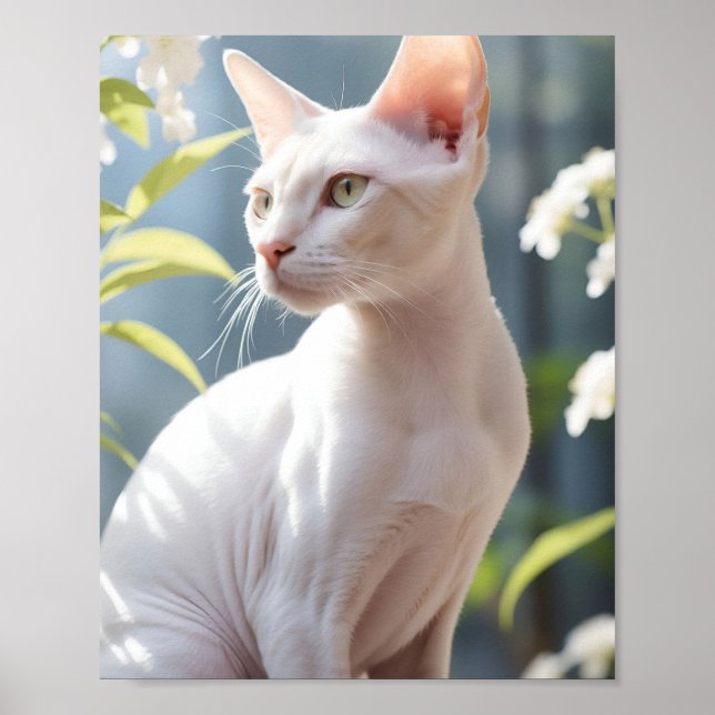 Weiße Sphinx-Katze und Blumen Poster (Vorne)