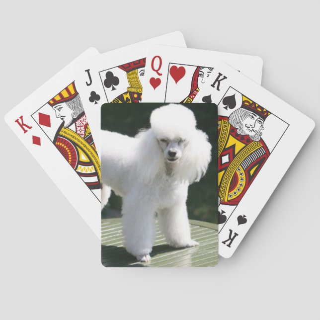 Weiße Spielkarten für Miniatur-Poodle (Rückseite)