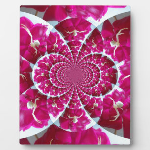 Weiße Spinne auf einer schönen Rote Rose Plaque Fotoplatte