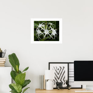 Weiße Spinnenlilie blüht floral Poster