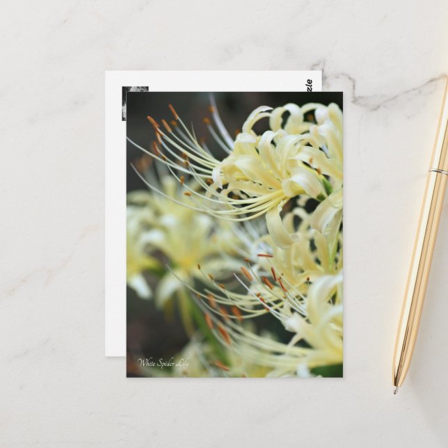Weiße Spinnenlilie Postkarte (Vorderseite/Rückseite Beispiel)