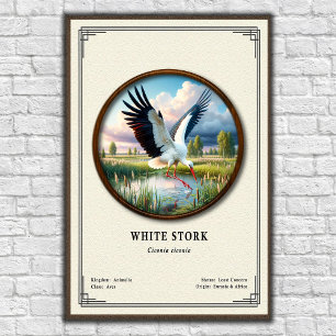 Weiße Storch Zoologie Serie Poster